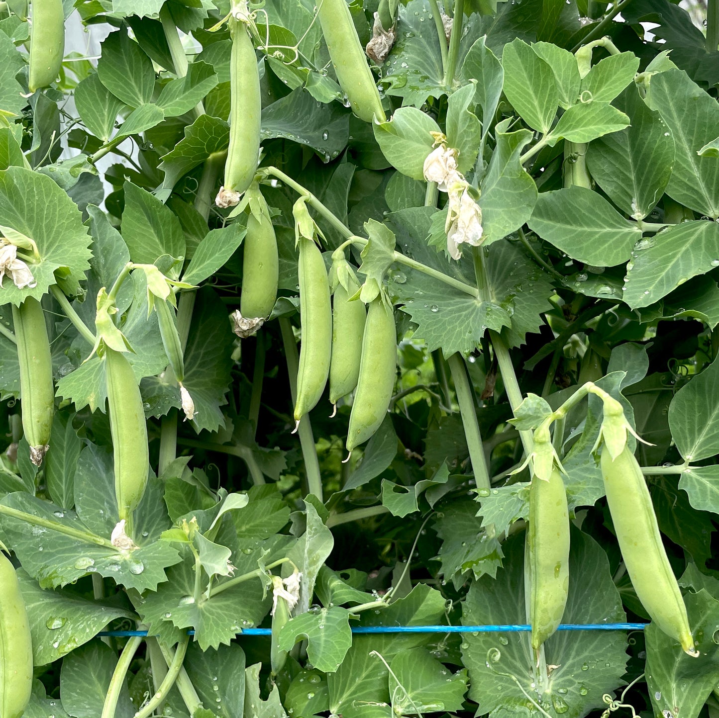 Erbsen