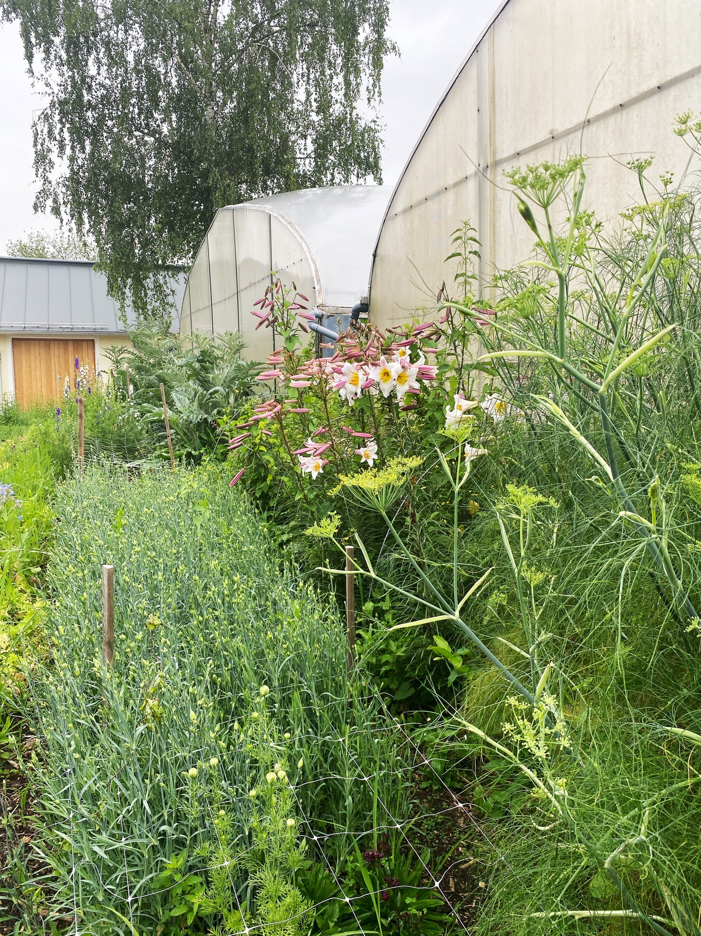 Mikrofarm Flower Club - Ernte deinen Strauß