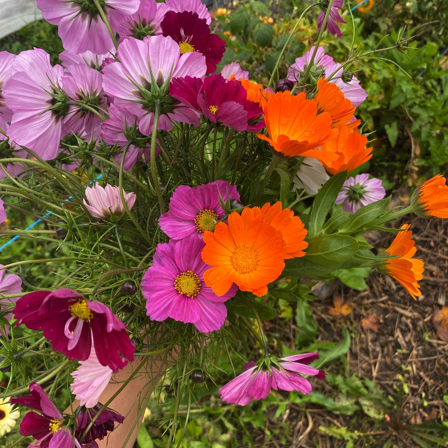 Workshop: Schnittblumenanbau im eigenen Garten