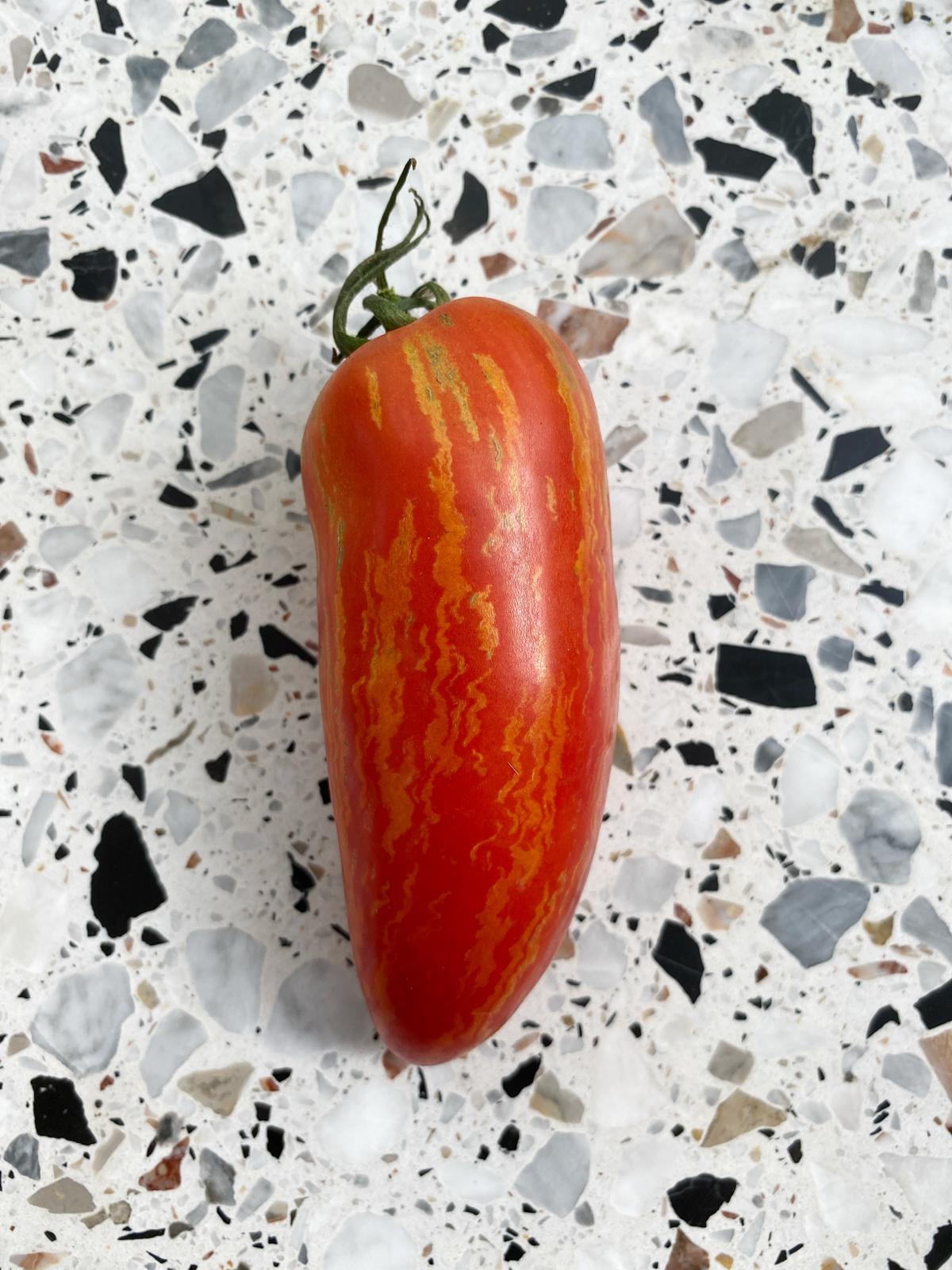 3 Tomatenpflanzen
