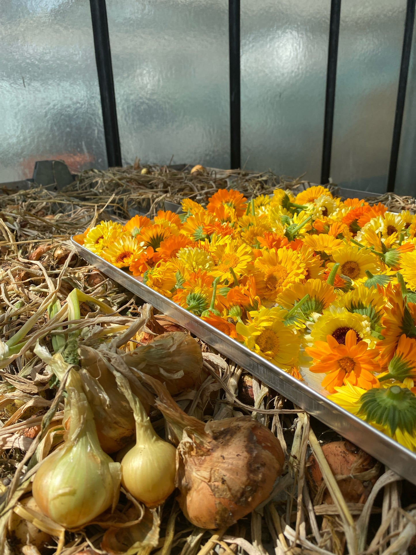 Workshop: Calendula - Creme selbst herstellen - ToT