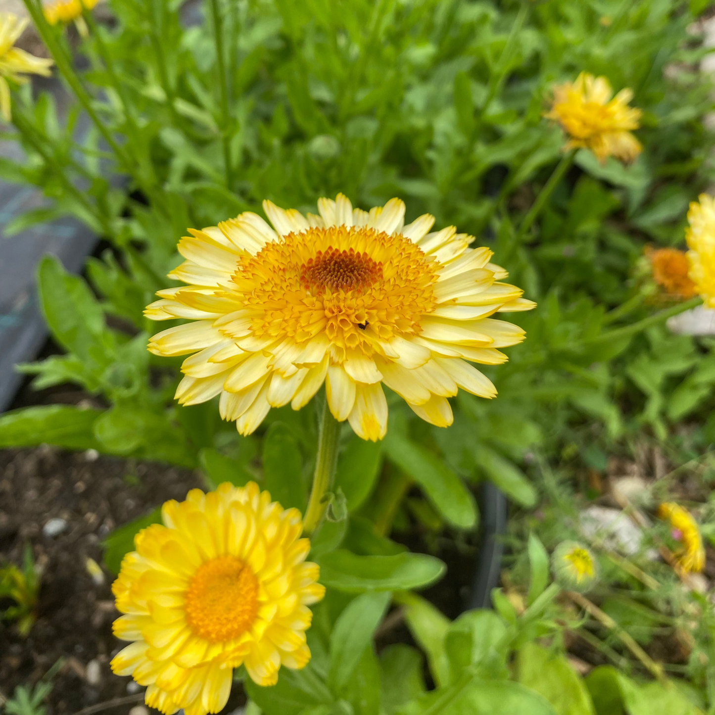 Workshop: Calendula - Creme selbst herstellen - ToT
