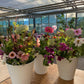 Mikrofarm Flower Club - Ernte deinen Strauß Oktober