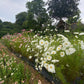 Mikrofarm Flower Club - Ernte deinen Strauß