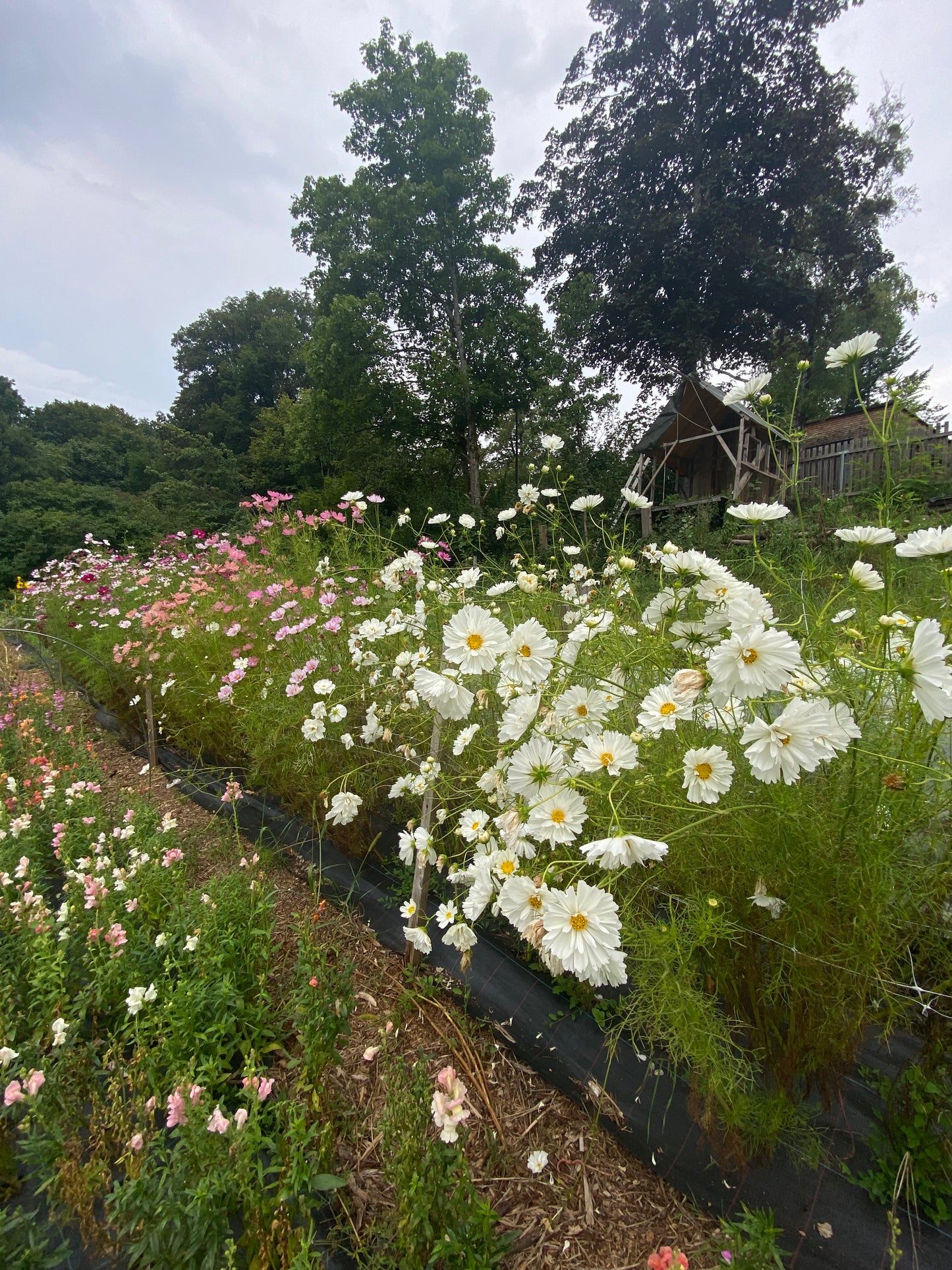 Mikrofarm Flower Club - Ernte deinen Strauß