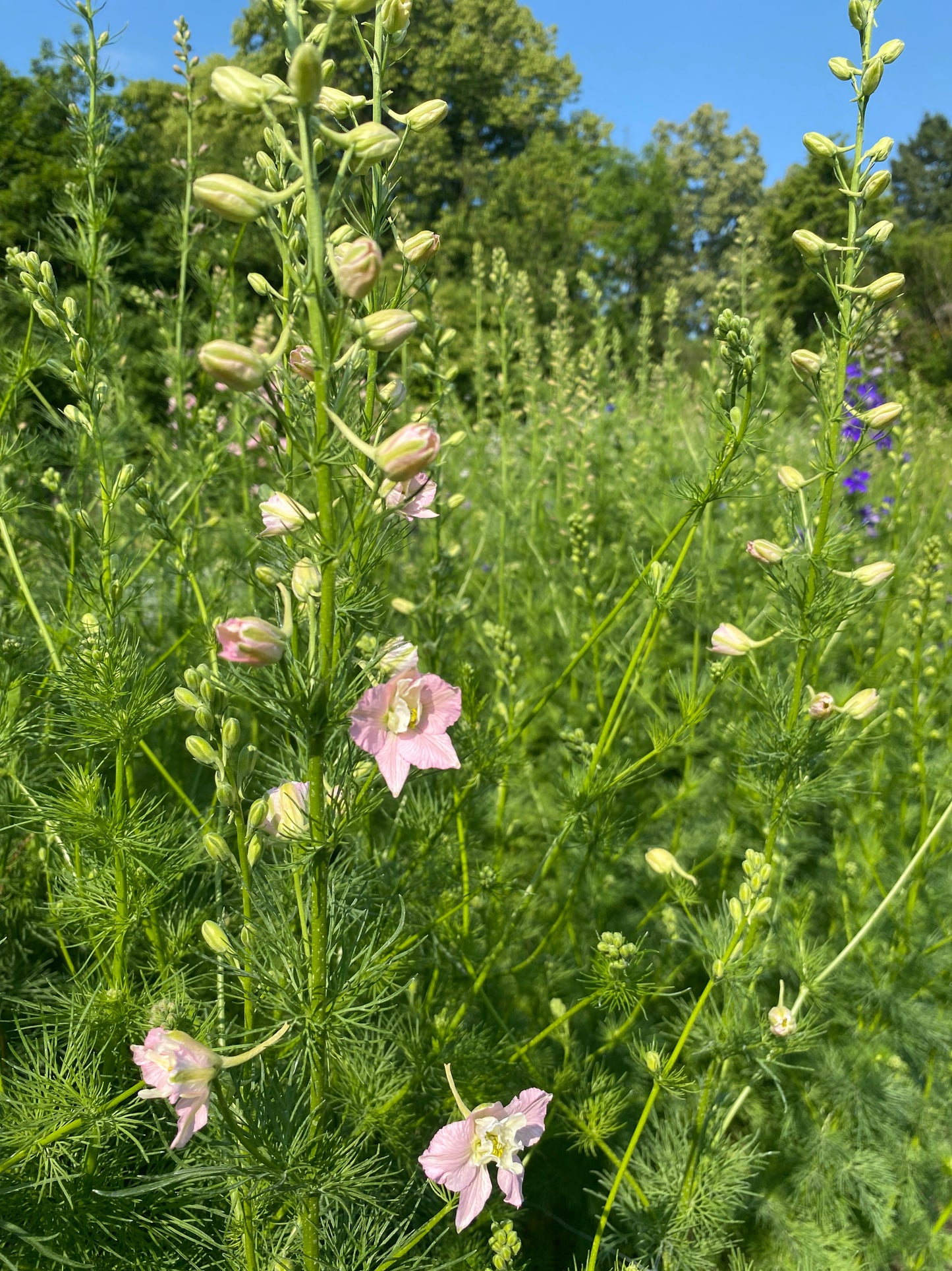 Workshop: Schnittblumenanbau im eigenen Garten