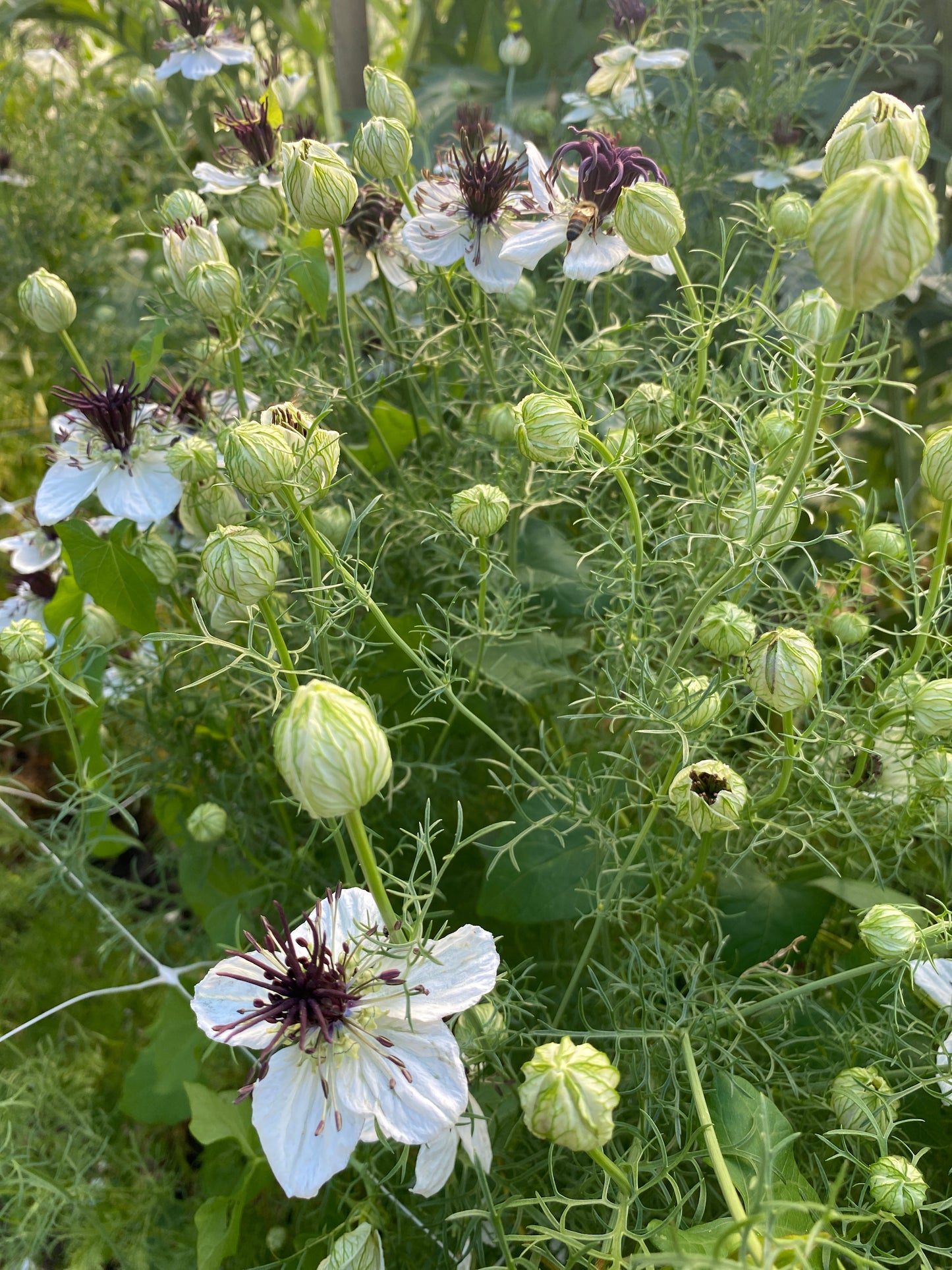 Workshop: Schnittblumenanbau im eigenen Garten