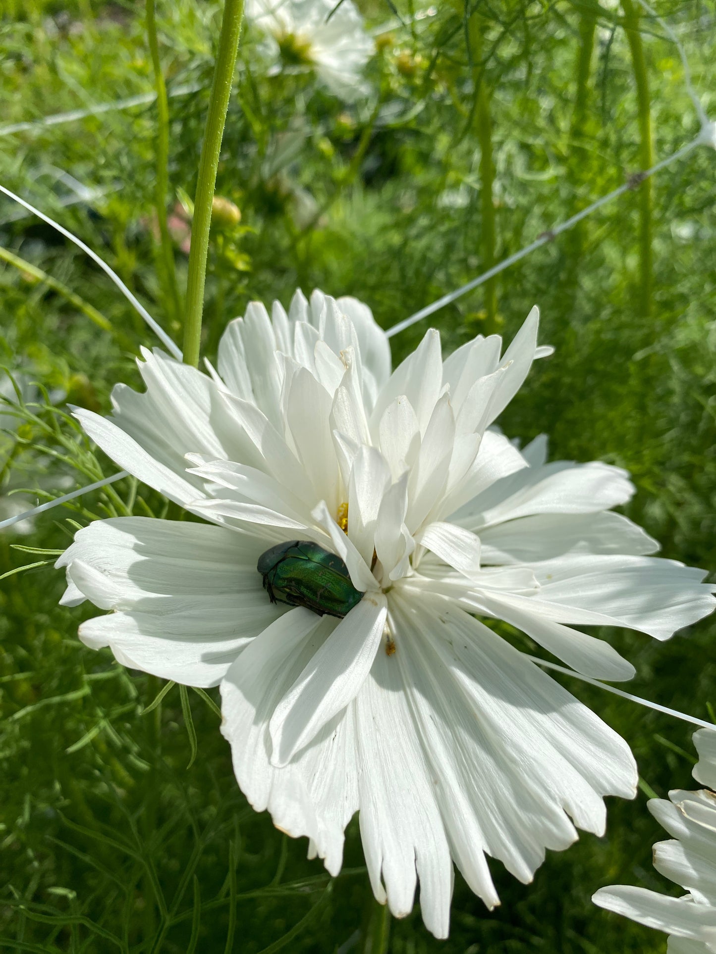 Workshop: Schnittblumenanbau im eigenen Garten
