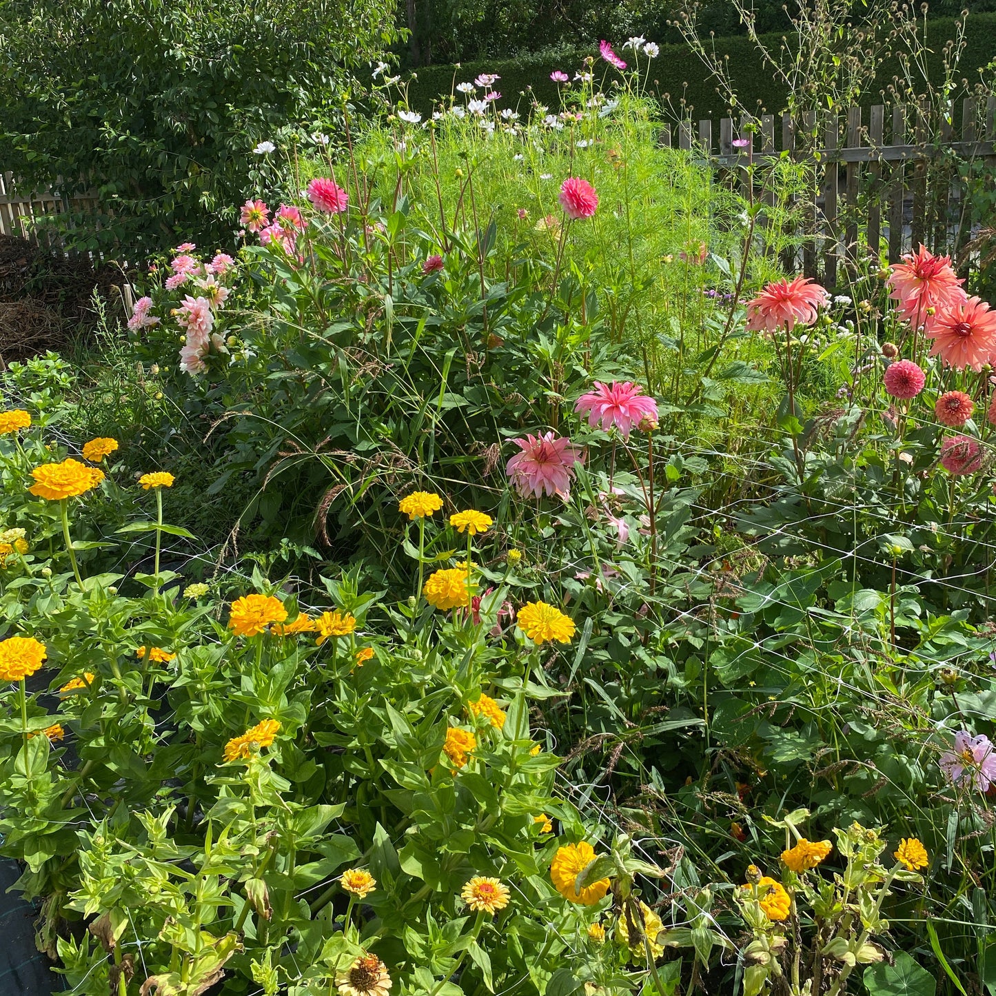 Workshop: Schnittblumenanbau im eigenen Garten