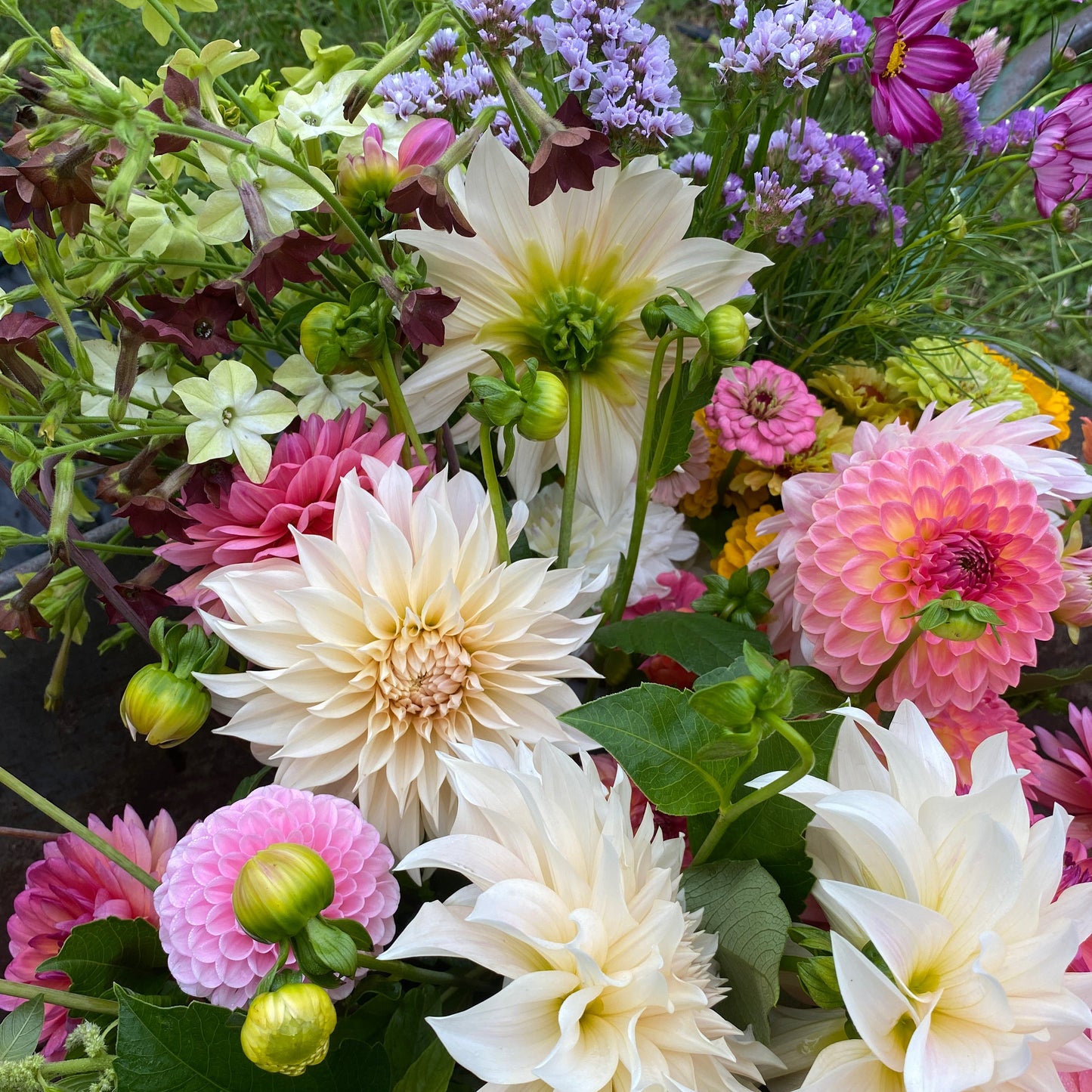 Workshop: Schnittblumenanbau im eigenen Garten