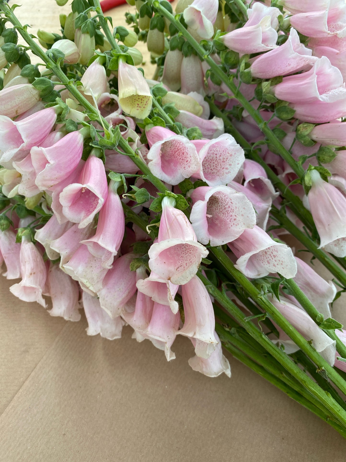 Workshop: Schnittblumenanbau im eigenen Garten