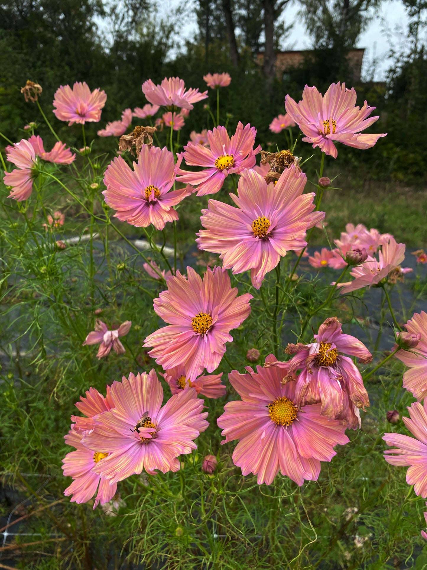 Workshop: Schnittblumenanbau im eigenen Garten