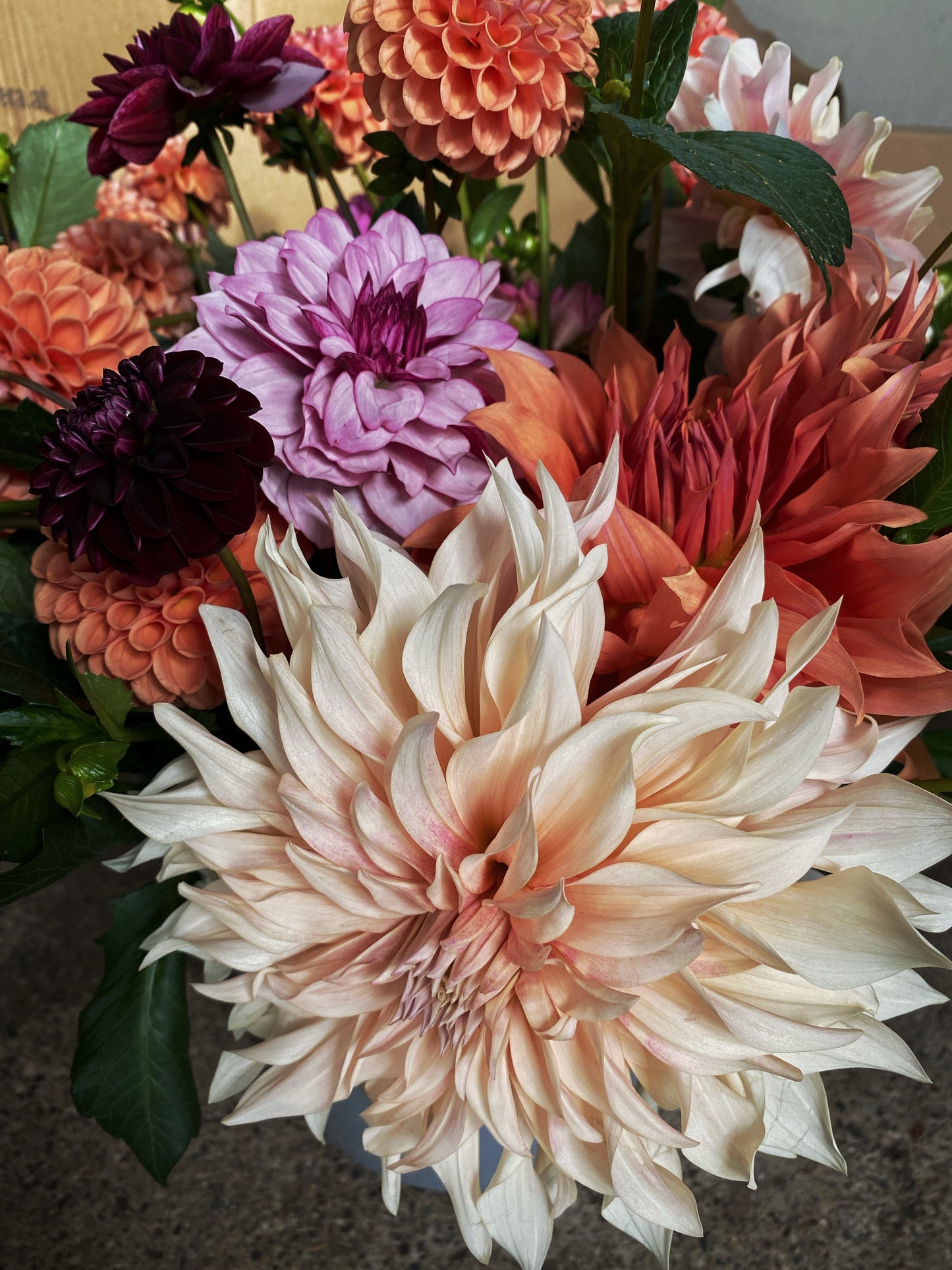 Mikrofarm Flower Club - Ernte deinen Strauß