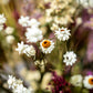 Trockenblumen-Strauß