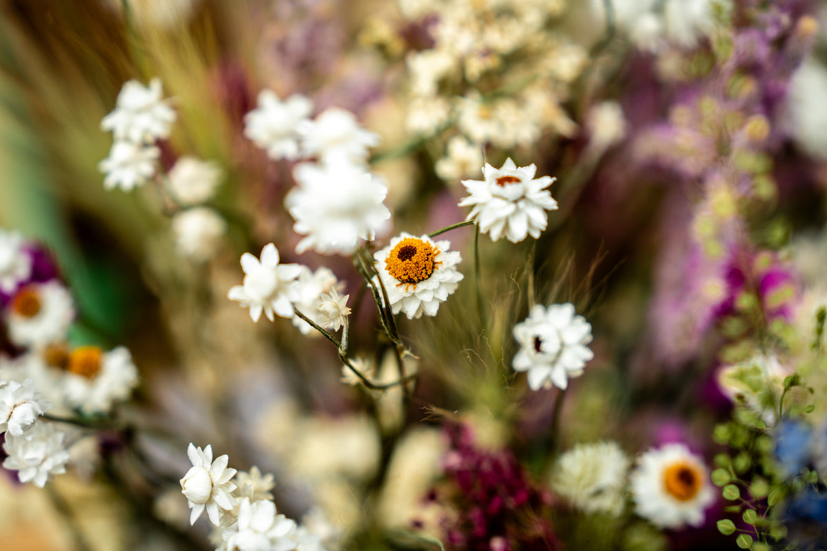 Trockenblumen-Strauß