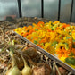 Workshop: Calendula - Creme selbst herstellen - ToT